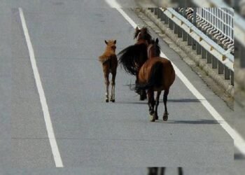 Reportan aumento de caballos en abandono; urgen a dueños estar más atentos