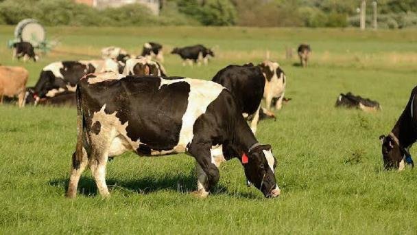 Liberan nueva variedad de cártamo en Obregón Liberan nueva variedad de cártamo en Obregón