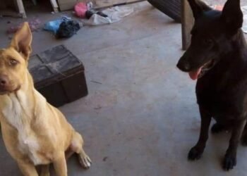 Hallan dos perritos envenenados en Frac. Pueblo del Sol