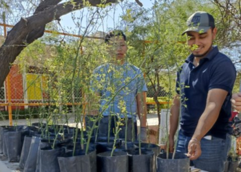 Vivero Municipal de Hermosillo lleva a cabo donación de árboles este sábado