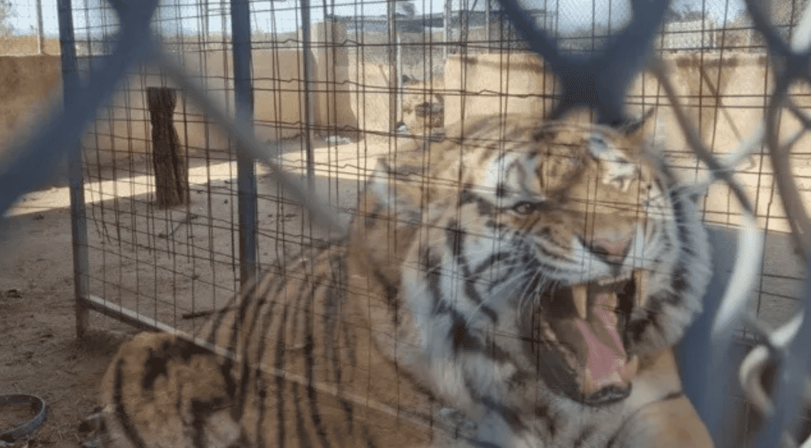 Fiscalía General de Justicia inicia investigación por el delito de robo de tigre de Bengala desaparecido en Hermosillo