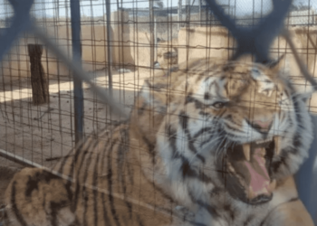 Fiscalía General de Justicia inicia investigación por el delito de robo de tigre de Bengala desaparecido en Hermosillo
