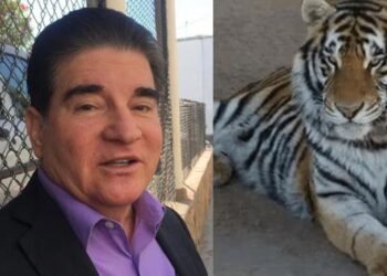 FGR tiene indicios del paradero del tigre sustraído en Hermosillo