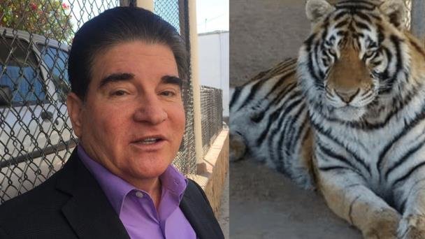 FGR tiene indicios del paradero del tigre sustraído en Hermosillo FGR tiene indicios del paradero del tigre sustraído en Hermosillo