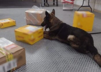 Aseguran narcóticos en botellas de shampoo en Queretaro