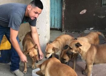 Da asilo temporal a 32 perros y gatos callejeros en Hermosillo
