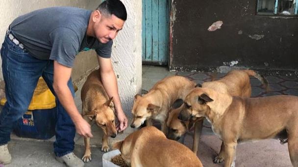 Da asilo temporal a 32 perros y gatos callejeros en Hermosillo Da asilo temporal a 32 perros y gatos callejeros en Hermosillo