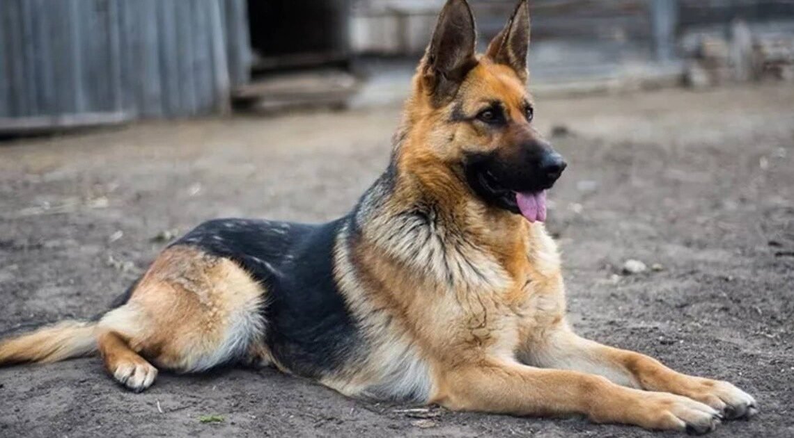 Restos sin vida en colonia Mirasoles eran de canino, confirma Fiscalía Restos sin vida en colonia Mirasoles eran de canino, confirma Fiscalía