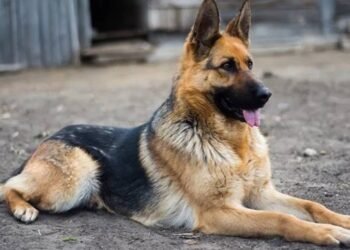 Restos sin vida en colonia Mirasoles eran de canino, confirma Fiscalía