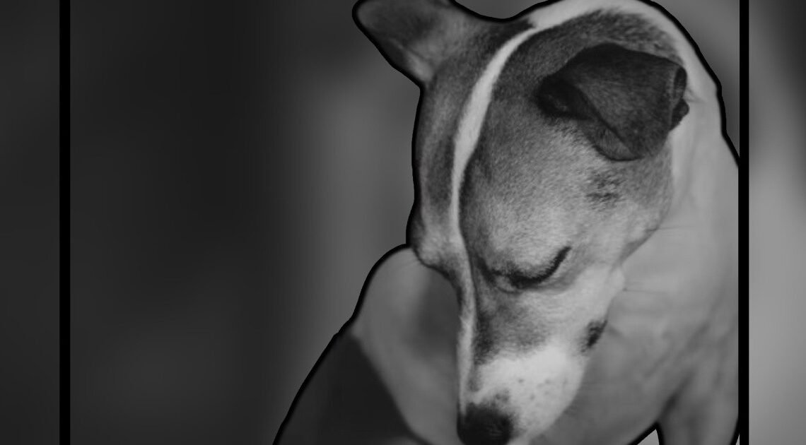 Hombre hiere a su perrito en el hocico por romper ropa y cables de su casa en Urbi Villa del Rey
