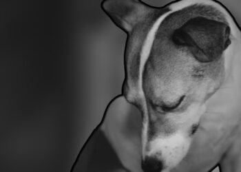 Hombre hiere a su perrito en el hocico por romper ropa y cables de su casa en Urbi Villa del Rey