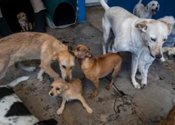Rescatan perros de supuesto refugio para mascotas