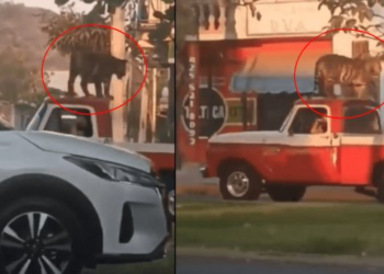 Video viral muestra paseo de tigre en el toldo de una camioneta