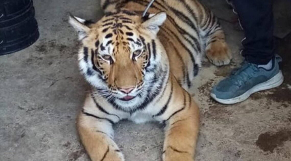 Roban tigre de bengala de casa en colonia Nueva Ilusión