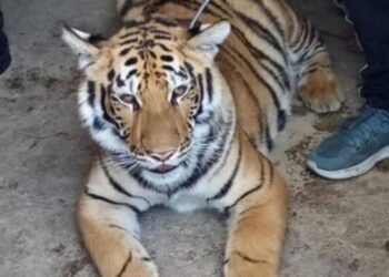 Roban tigre de bengala de casa en colonia Nueva Ilusión