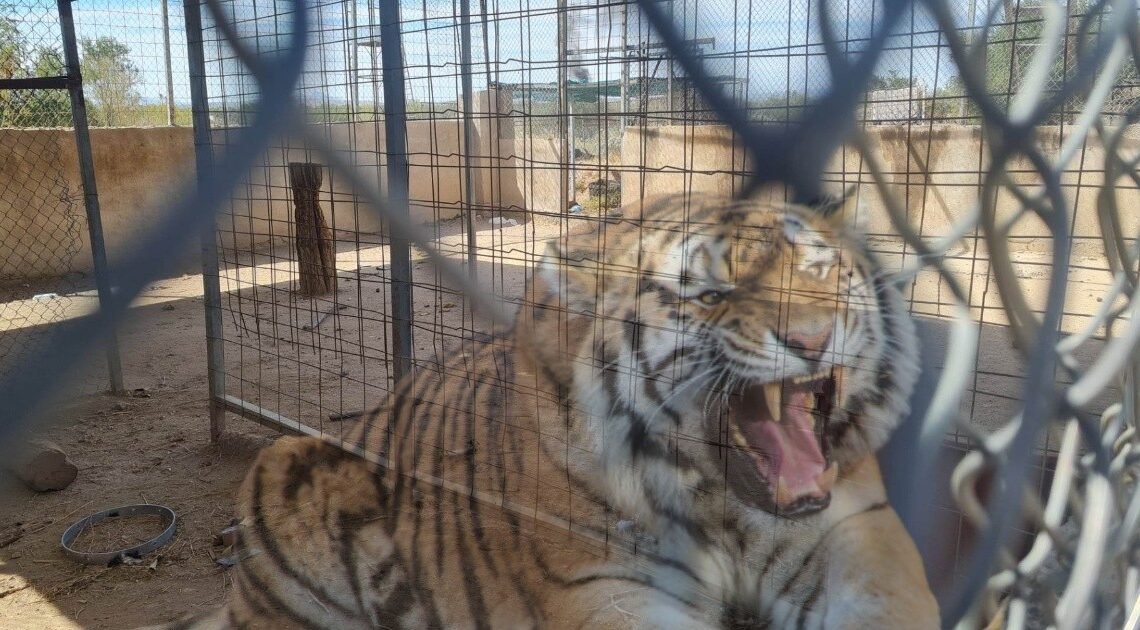 Afirman que ladrones del tigre Baluma “sabían lo que hacían” y probablemente tenían comprador