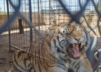 Afirman que ladrones del tigre Baluma “sabían lo que hacían” y probablemente tenían comprador