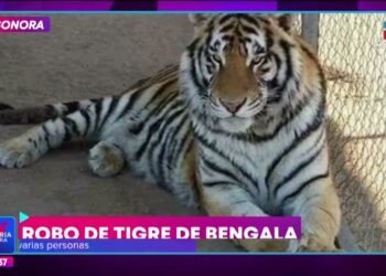 Se roban tigre de bengala de un predio en Hermosillo, Sonora | Noticias con Yuriria Sierra