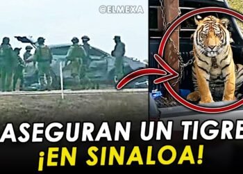 Militares aseguran armas, vehículos y hasta un tigre de bengala, tras una persecucion en Sinaloa.