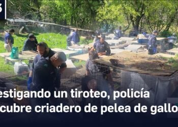 Investigando un tiroteo, policía descubre un criadero de pelea de gallos en Dallas