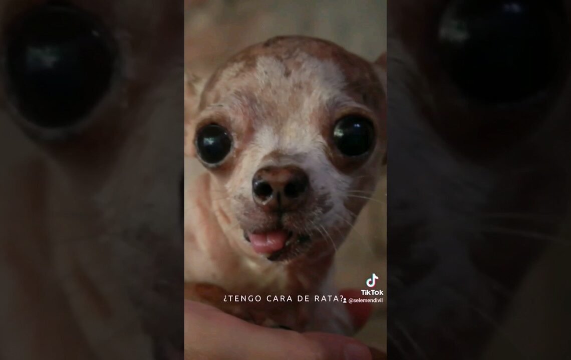 Cosas de perros chiquitos🐕 | Selena Mendivil