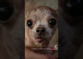 Cosas de perros chiquitos🐕 | Selena Mendivil