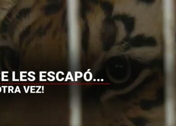 ¡OTRA VEZ! | Un Tigre de siberiano se les ESCAPÓ por segunda ocasión en Tlaquepaque