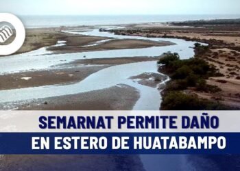 Camaroneras dañan estero en Huatabampo con permisos de Semarnat de hace 20 años: Profepa