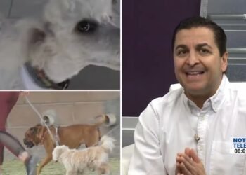 ¿Cuáles son las nuevas reformas para el cuidado de las mascotas?