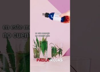 🪴 Cofepris autoriza primera empresa de cannabis industrial en México.