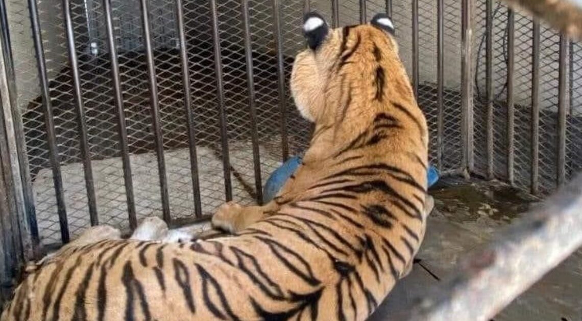 Tigre de bengala asegurado en Sinaloa no era Baluma: FGR