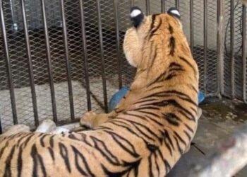 Tigre de bengala asegurado en Sinaloa no era Baluma: FGR