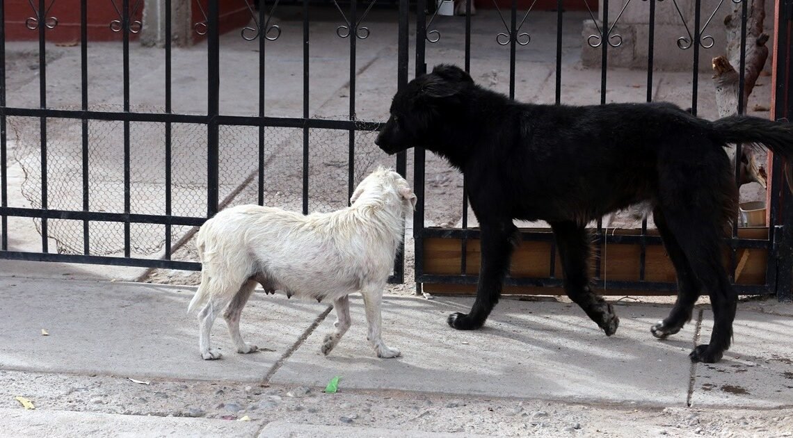 Invitan a jornadas de Bienestar Animal en la Nuevo Hermosillo y el poblado Miguel Alemán Invitan a jornadas de Bienestar Animal en la Nuevo Hermosillo y el poblado Miguel Alemán