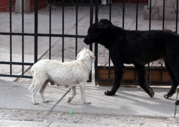Invitan a jornadas de Bienestar Animal en la Nuevo Hermosillo y el poblado Miguel Alemán