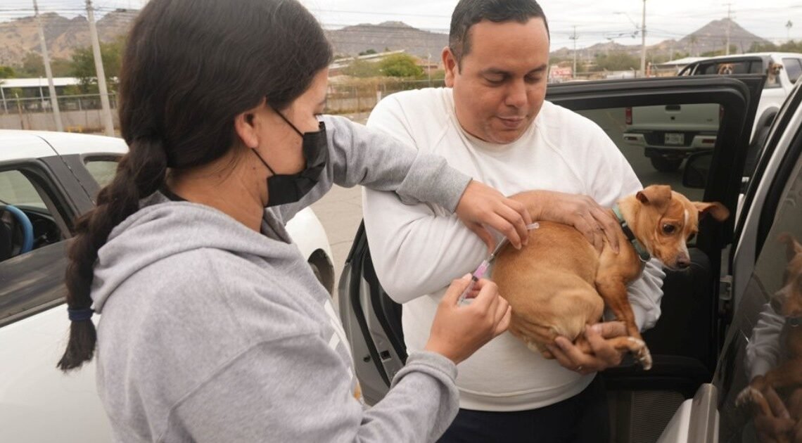 Hermosillo: Mañana estará en Las Amapolas Jornada de Bienestar Animal