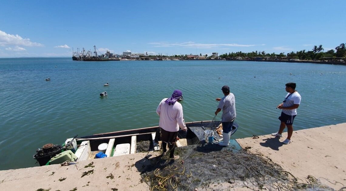 Se reactiva el 100% pesca de callo de hacha en Yavaros
