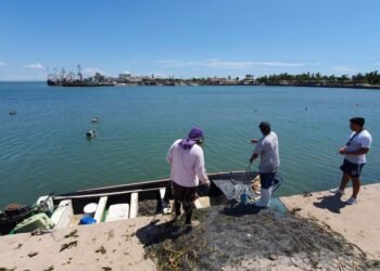 Se reactiva el 100% pesca de callo de hacha en Yavaros