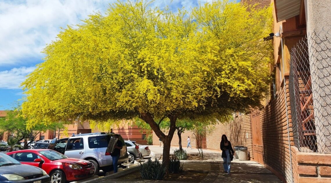 Flores de los árboles de palo verde: ¿Para qué sirven?