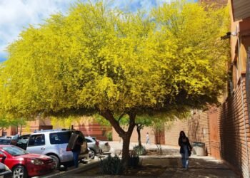 Flores de los árboles de palo verde: ¿Para qué sirven?