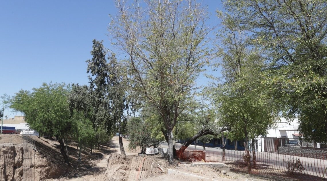 Hermosillo: Habrá cinco veces más árboles en áreas aledañas a puente a desnivel