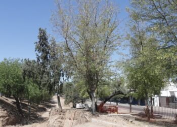 Hermosillo: Habrá cinco veces más árboles en áreas aledañas a puente a desnivel