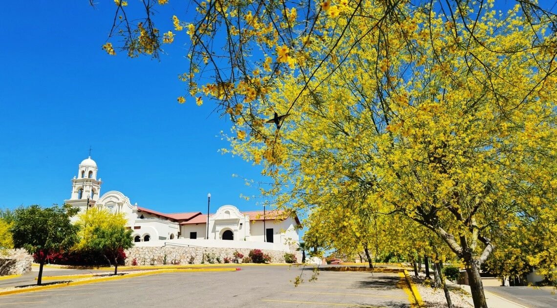 Día de la Tierra 2023: Vivero Municipal de Hermosillo regalará 500 árboles de palo verde Día de la Tierra 2023: Vivero Municipal de Hermosillo regalará 500 árboles de palo verde