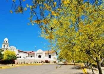 Día de la Tierra 2023: Vivero Municipal de Hermosillo regalará 500 árboles de palo verde