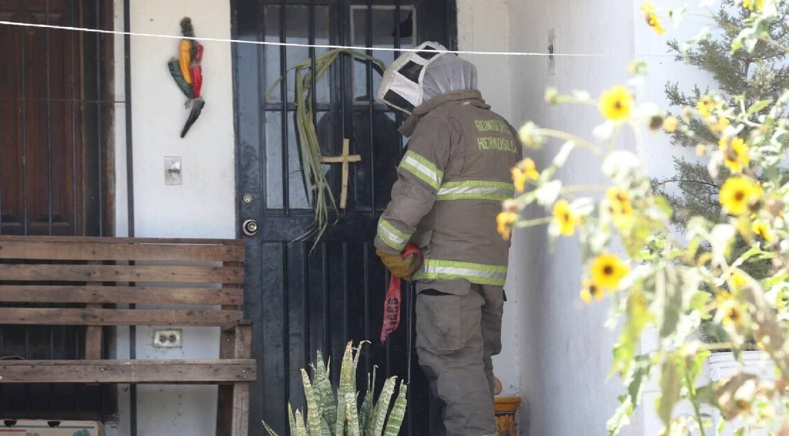 Hermosillo: Hombre mayor es atacado por abejas en la Café Combate Hermosillo: Hombre mayor es atacado por abejas en la Café Combate