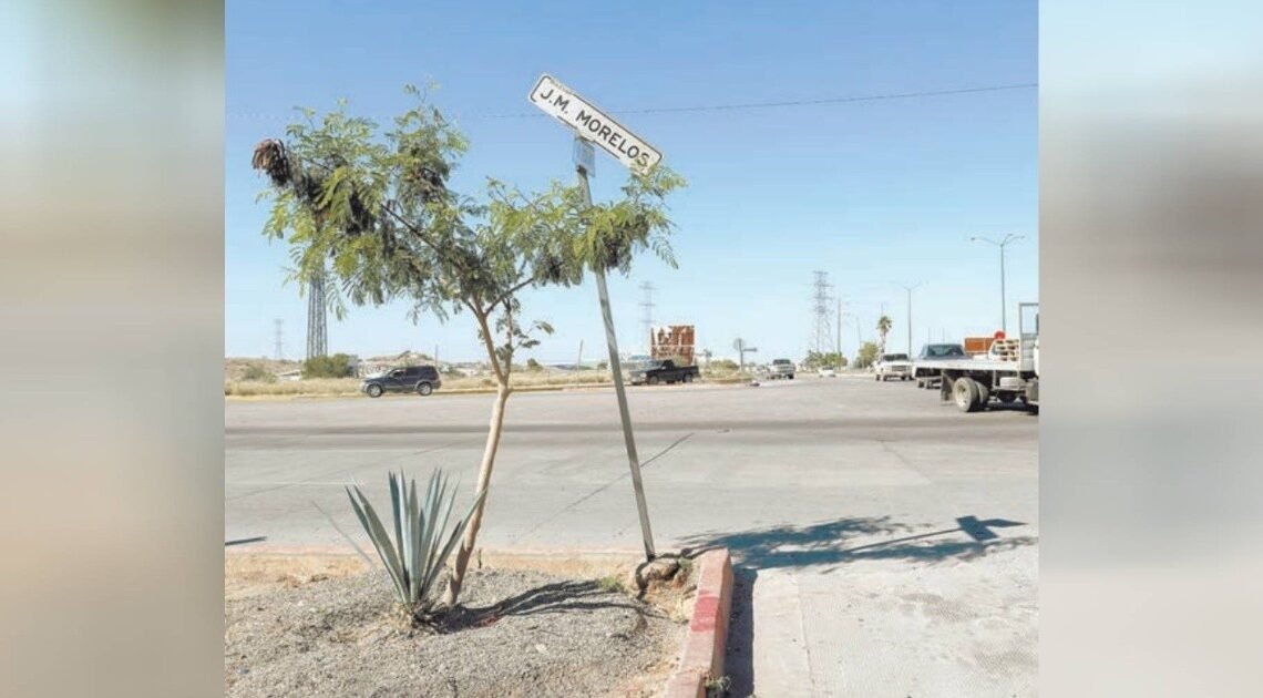 Invitan a colaborar en Camellón Botánico en Hermosillo con técnicas de infraestructura verde Invitan a colaborar en Camellón Botánico en Hermosillo con técnicas de infraestructura verde