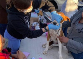 Realizan jornadas de bienestar animal para prevenir la rickettsia