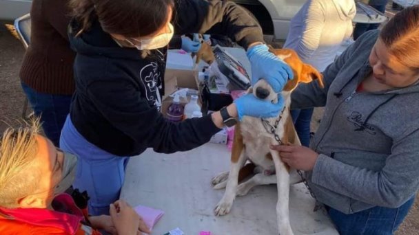 Realizan jornadas de bienestar animal para prevenir la rickettsia Realizan jornadas de bienestar animal para prevenir la rickettsia