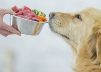 ¡Cuidado! Esto puede pasar si le sigues dando sobras a tu mascota