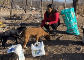 Clausuran criadero de perros por maltrato animal en Monterrey