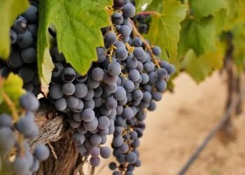 Industria del vino, acechada por el cambio climático